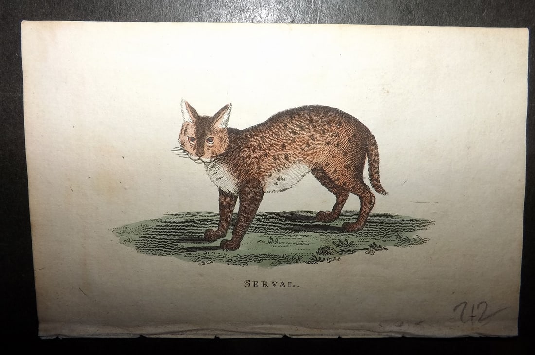 Holloway, William 1804 Hand Col Print. Serval (1 of 1)