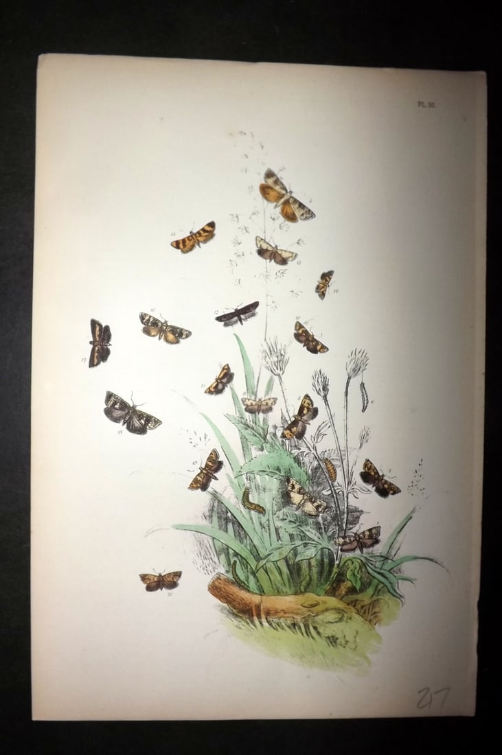 Humphreys, Noel 1860 Hand Colored Moth Print 50 (1 of 1)