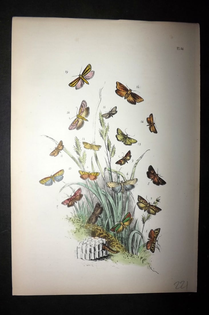 Humphreys, Noel 1860 Hand Colored Moth Print 54 (1 of 1)