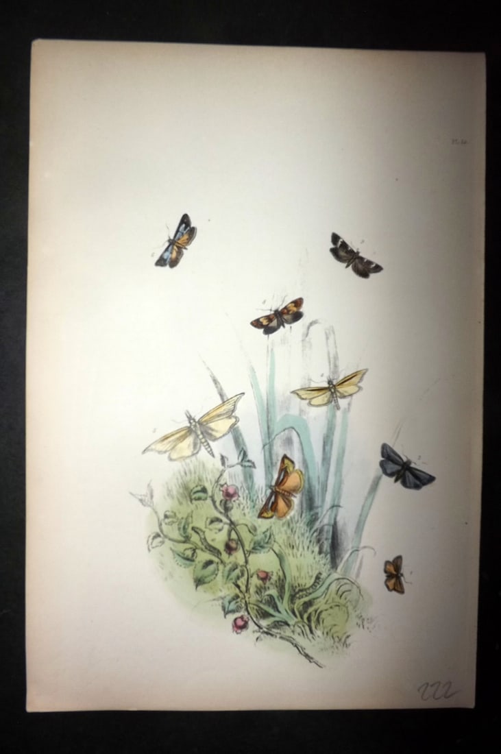 Humphreys, Noel 1860 Hand Colored Moth Print 55 (1 of 1)