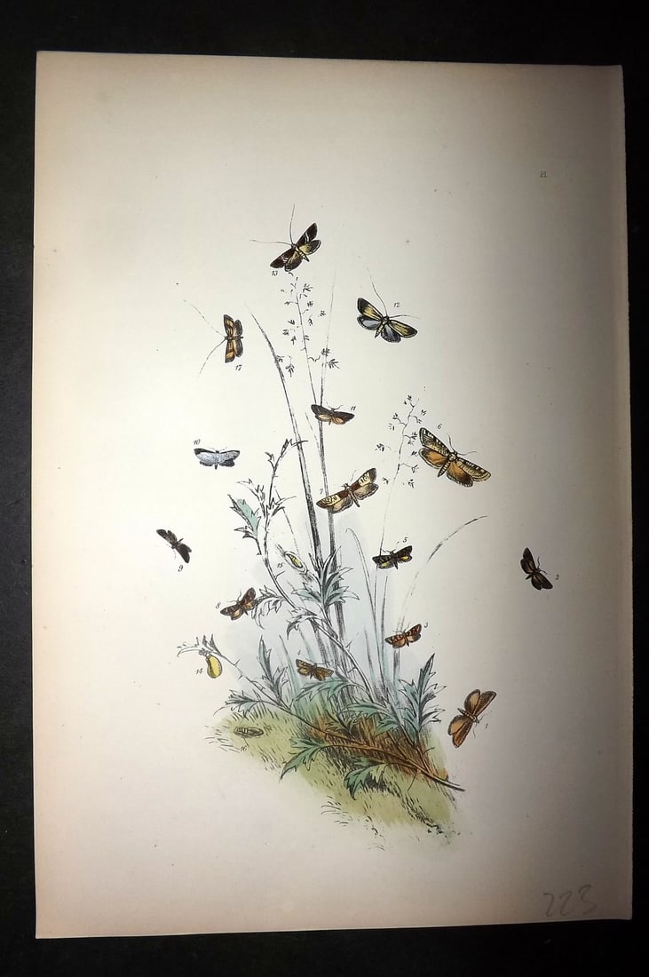 Humphreys, Noel 1860 Hand Colored Moth Print 56 (1 of 1)