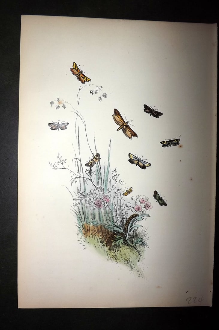 Humphreys, Noel 1860 Hand Colored Moth Print 57 (1 of 1)
