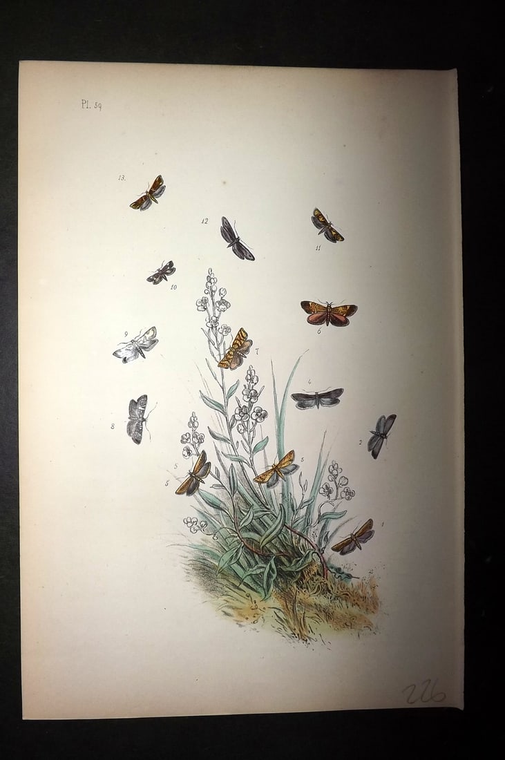 Humphreys, Noel 1860 Hand Colored Moth Print 59 (1 of 1)