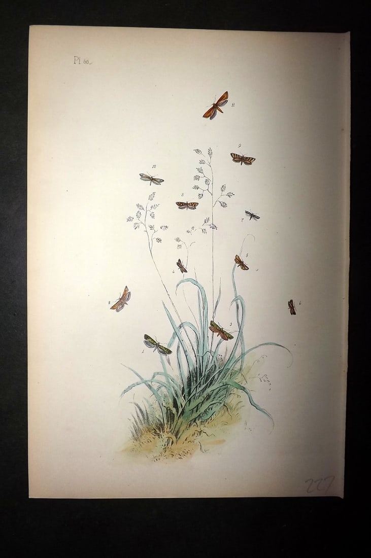 Humphreys, Noel 1860 Hand Colored Moth Print 60 (1 of 1)