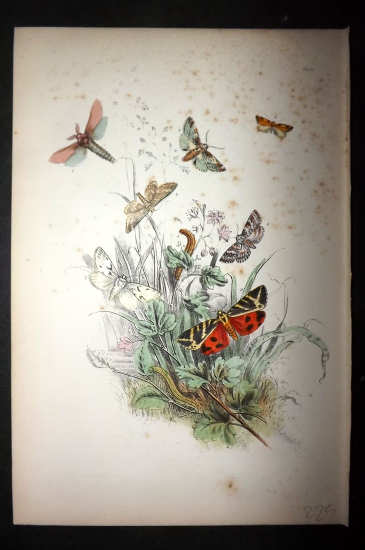Humphreys, Noel 1860 Hand Colored Moth Print 62 (1 of 1)