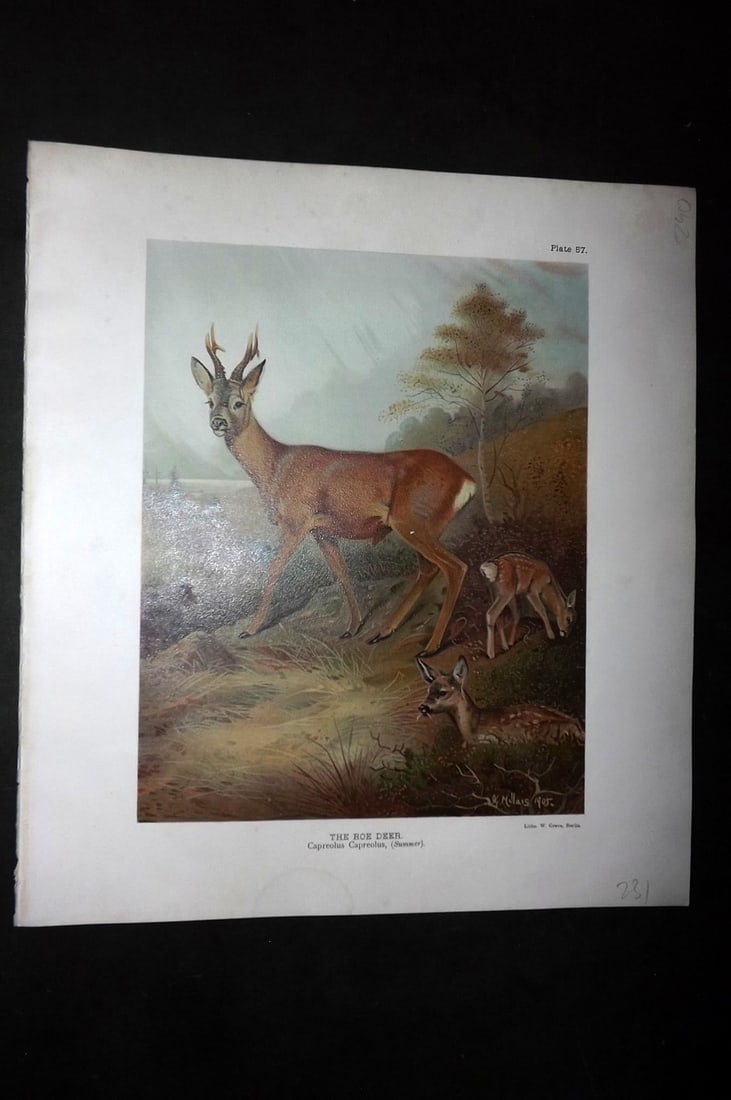 Millais, John 1904 Rare Folio Print. Deer - The Roe Deer (1 of 1)