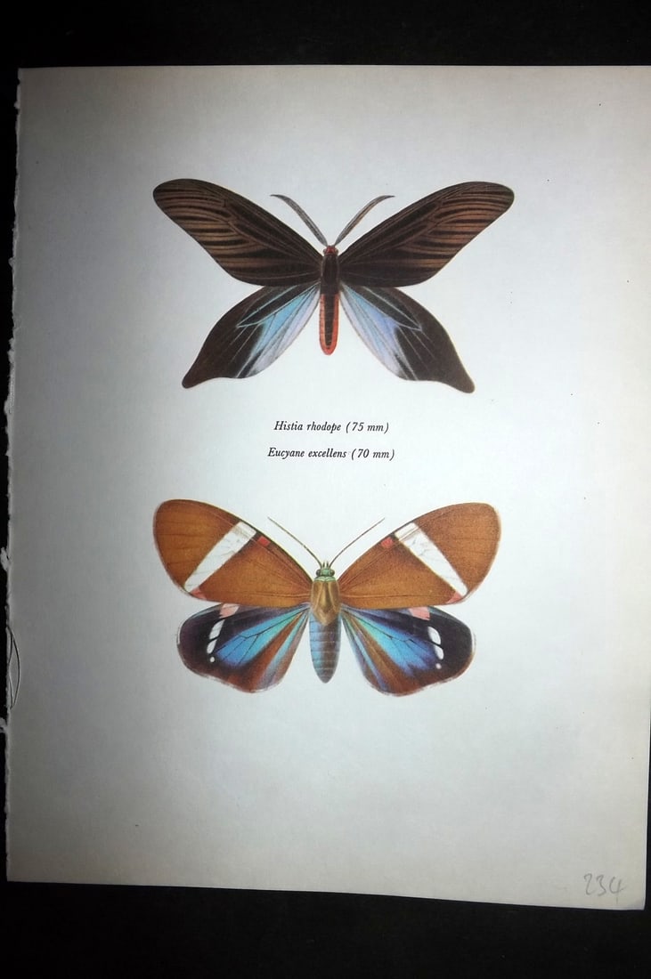 Prochazka, Frantisek 1966 Vintage Moth Print. Histia Rhodope, Eucyane excellens (1 of 1)