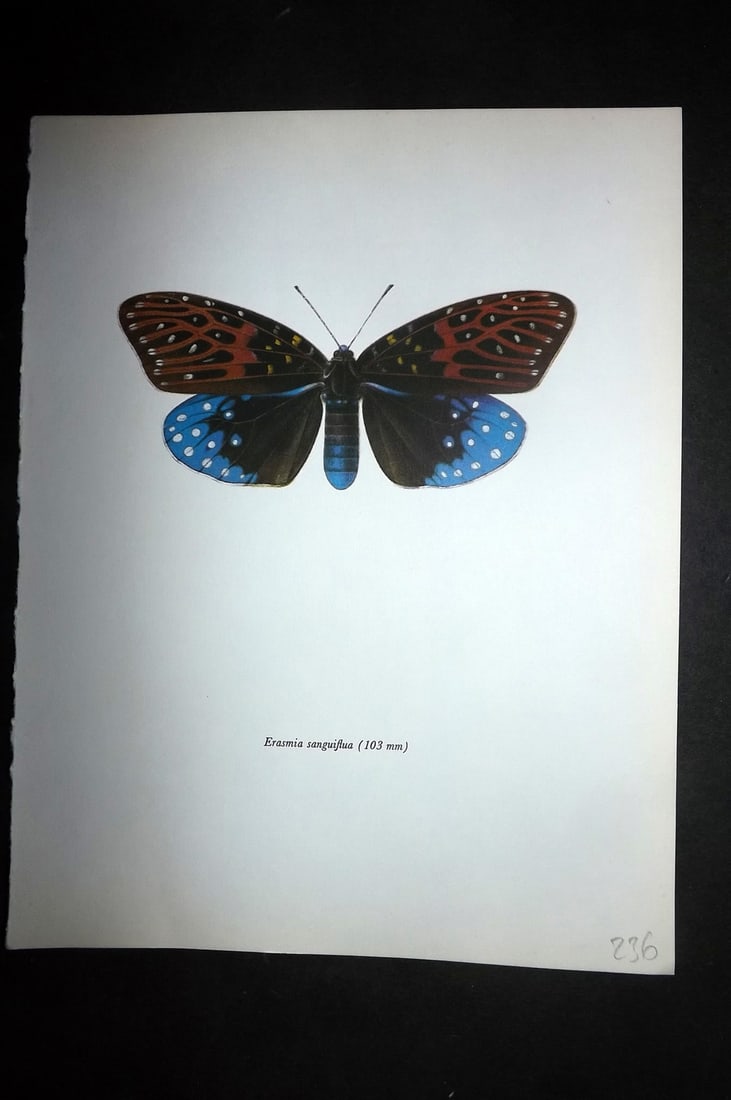 Prochazka, Frantisek 1966 Vintage Moth Print. Erasmia Sanguiflua (1 of 1)