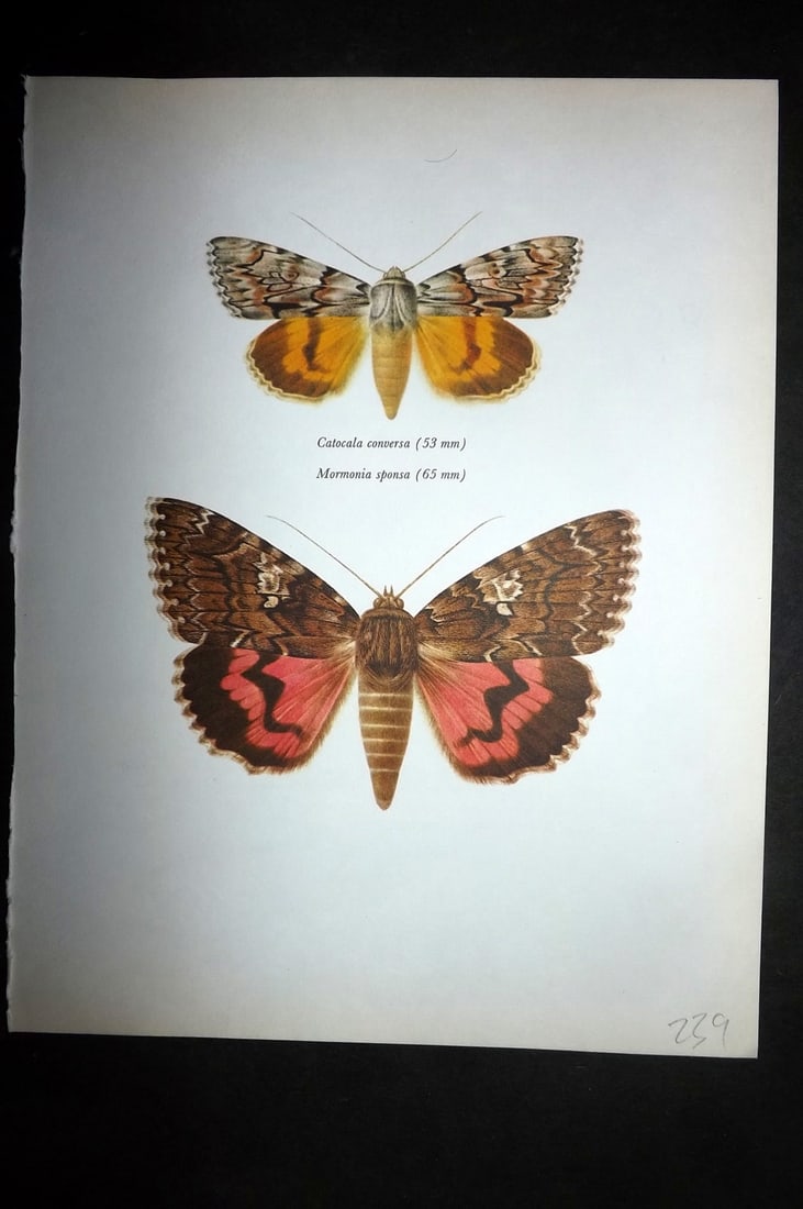 Prochazka, Frantisek 1966 Vintage Moth Print. Catocala Conversa. Dark Crimson Underwing: Vintage Offset Lithograph Published 1966, London for "Beautiful Moths" by J. Moucha. Illustrated by Frantisek Prochazka. Descriptive text to verso, but this relates to the adjacent plate. On nice wove