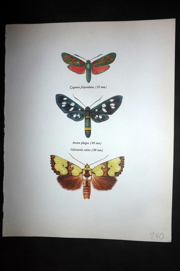 Prochazka, Frantisek 1966 Vintage Moth Print. Six Spot & Yellow Belted Burnet, Calotaenia Celsia (1 of 1)