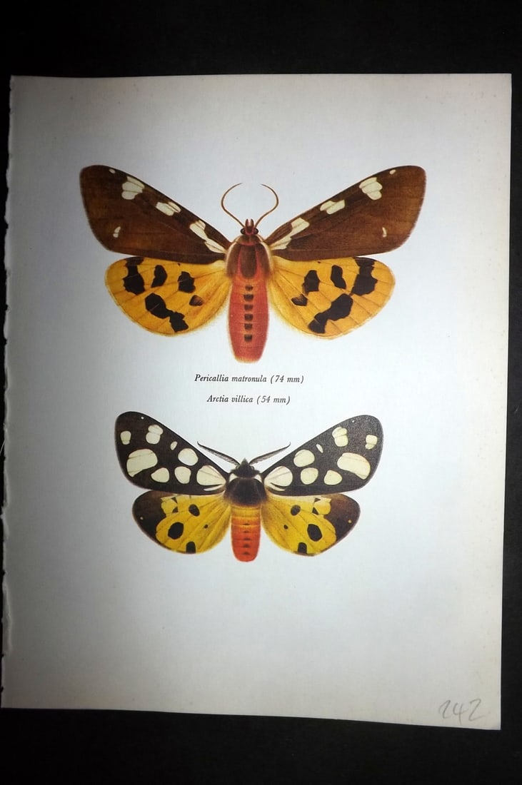 Prochazka, Frantisek 1966 Vintage Moth Print. Large & Cream Spot Tiger (1 of 1)