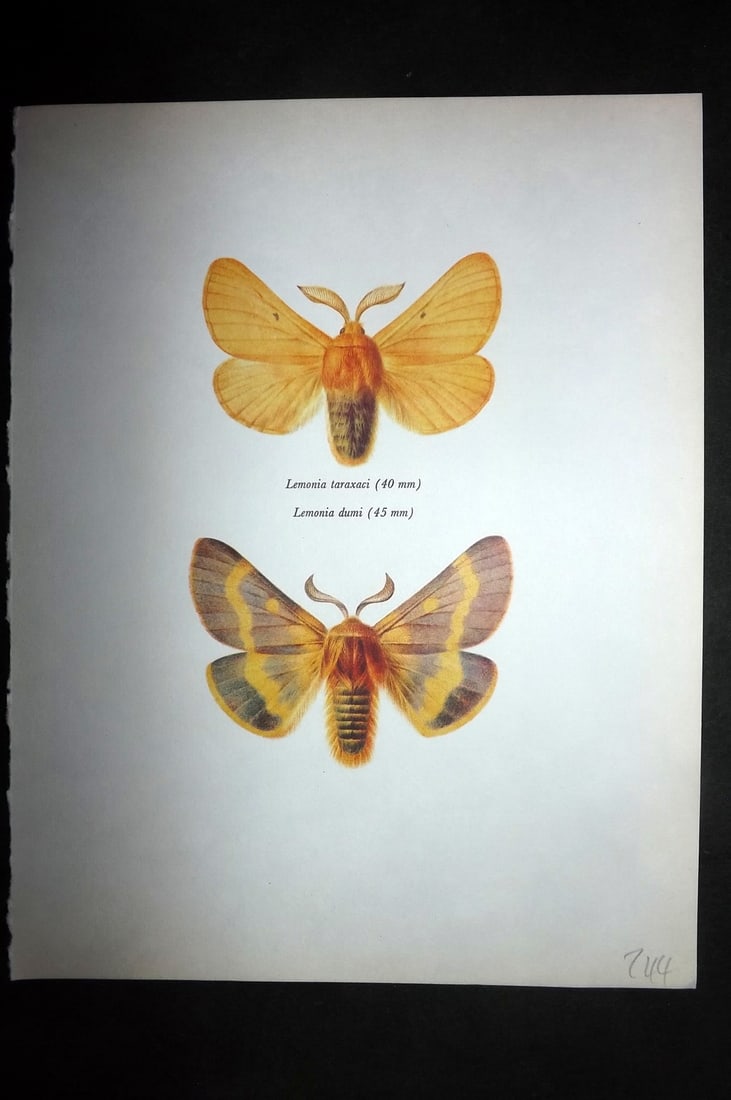 Prochazka, Frantisek 1966 Vintage Moth Print. Lemonia Taraxaci & Lemonia Dumi (1 of 1)