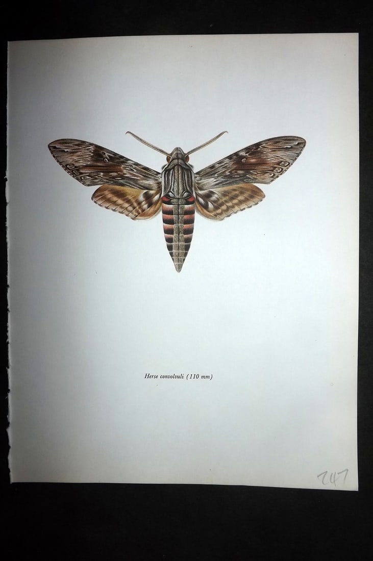 Prochazka, Frantisek 1966 Vintage Moth Print. Convolvulus Hawkk: Vintage Offset Lithograph Published 1966, London for "Beautiful Moths" by J. Moucha. Illustrated by Frantisek Prochazka. Descriptive text to verso, but this relates to the adjacent plate. On nice wove