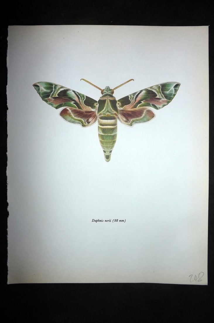 Prochazka, Frantisek 1966 Vintage Moth Print. Oleander Hawk: Vintage Offset Lithograph Published 1966, London for "Beautiful Moths" by J. Moucha. Illustrated by Frantisek Prochazka. Descriptive text to verso, but this relates to the adjacent plate. On nice wove