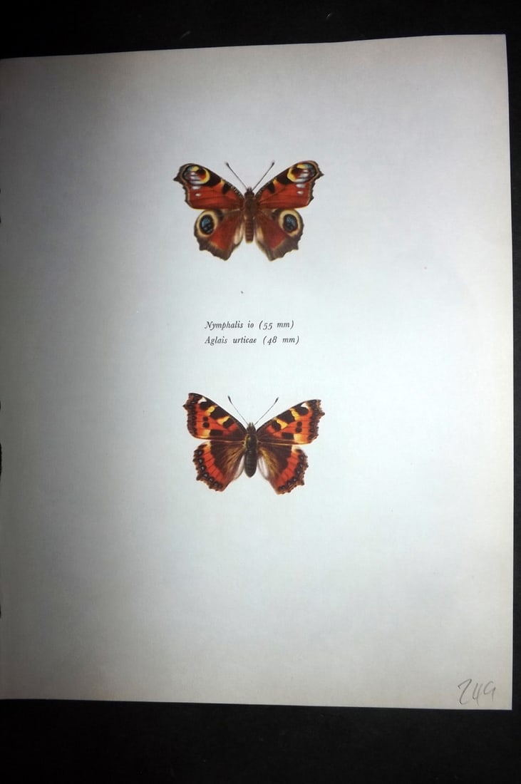 Prochazka, Frantisek 1963 Vintage Butterfly Print. Peacock Butterfly, Small Tortoise Shell (1 of 1)