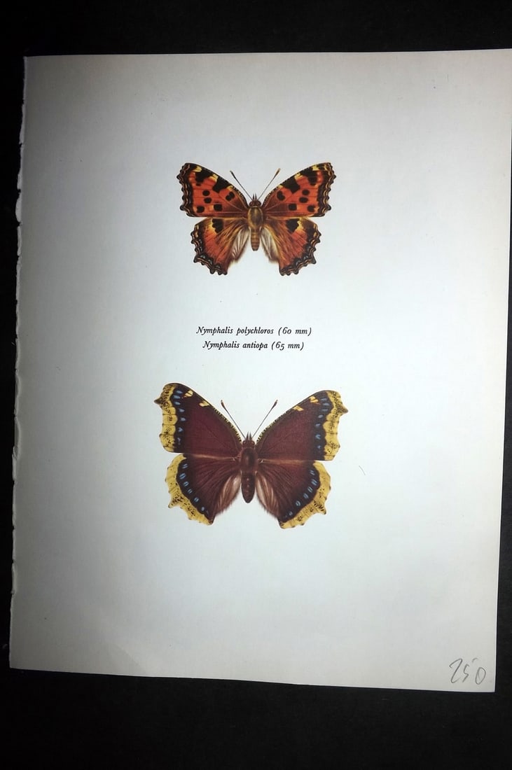 Prochazka, Frantisek 1963 Vintage Butterfly Print. Large Tortoise Shell, Camberwell Beauty (1 of 1)