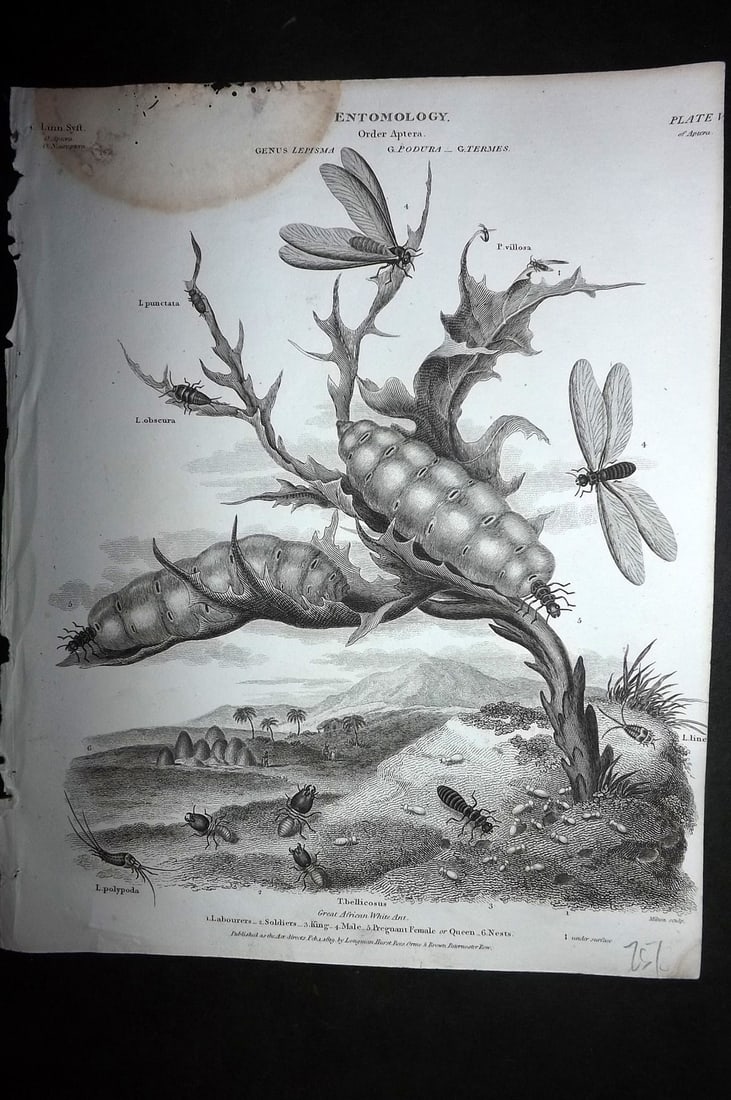 Rees, Abraham 1820 Antique Print. Ants - Soldiers, Queen, King, Labourers (1 of 1)