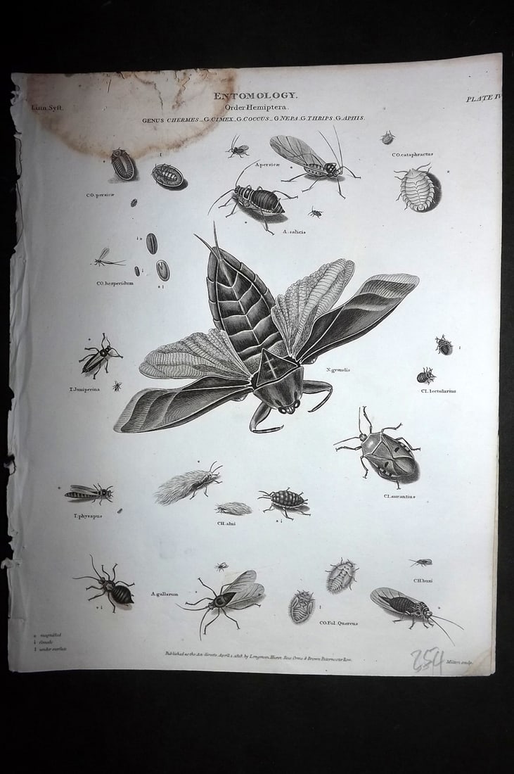 Rees, Abraham 1820 Antique Print. Insects Hemiptera (1 of 1)