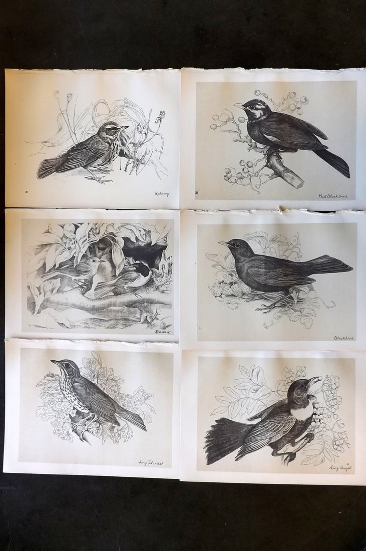 Blackburn, Jemima 1895 Lot of 6 Antique Bird Prints (1 of 2)