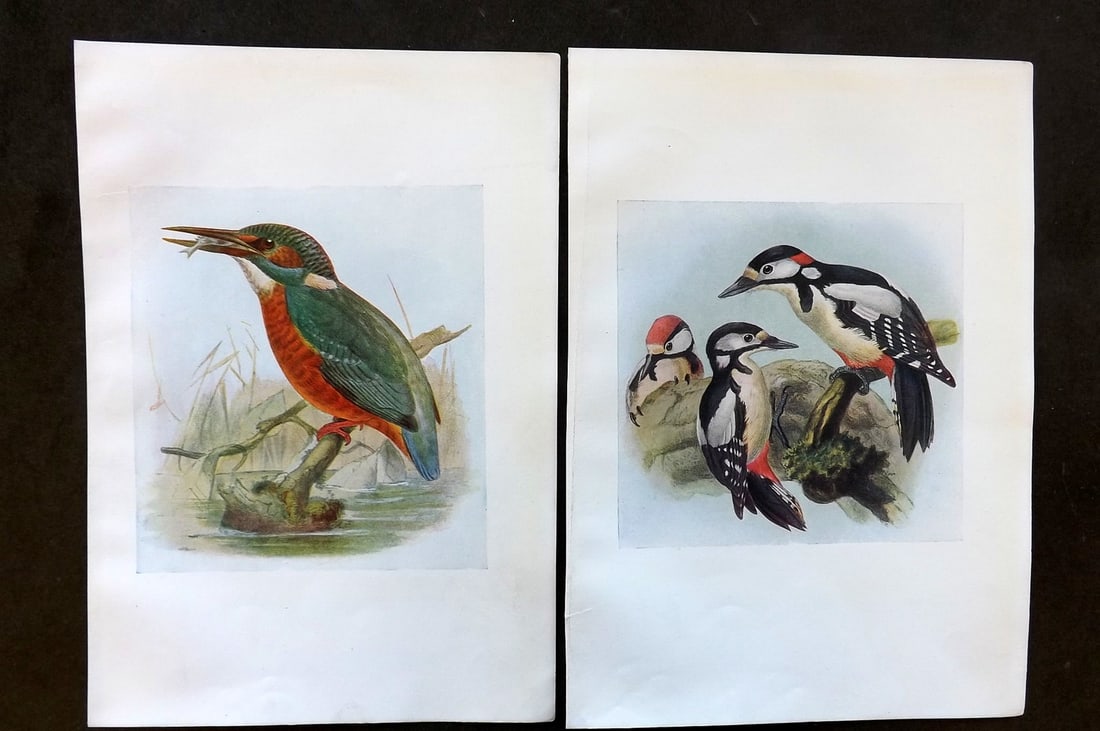 Bonhote & Dresser 1917 Pair of Bird Prints. Kingfisher & Woodpecker (1 of 1)