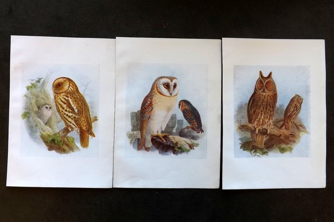 Bonhote & Dresser 1917 Lot of 3 Bird Prints. Owls (1 of 1)
