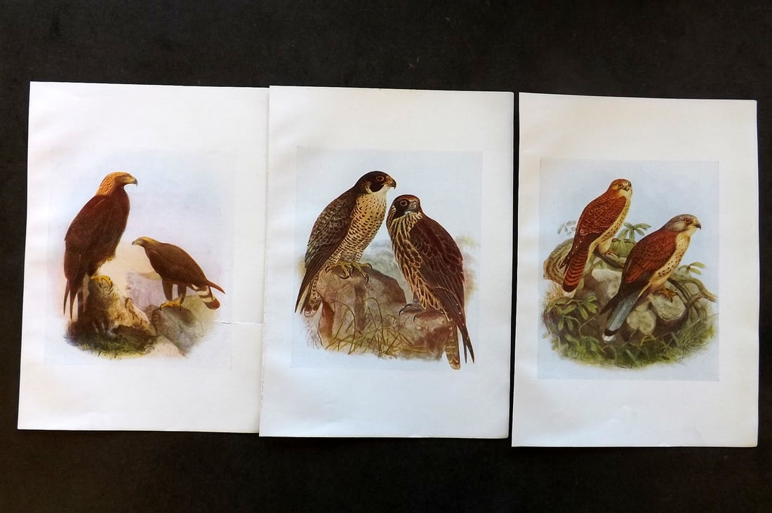 Bonhote & Dresser 1917 Lot of 3 Birds of Prey Prints (1 of 1)