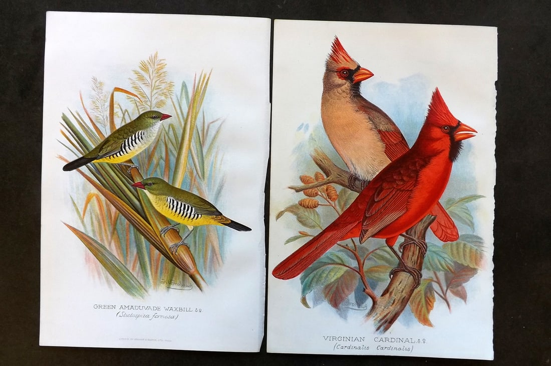 Frohawk, F. W. & Butler, Arthur 1899 Pair of Antique Bird Prints (1 of 1)