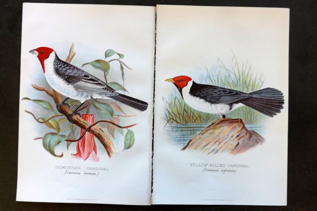 Frohawk, F. W. & Butler, Arthur 1899 Pair of Antique Bird Prints (1 of 1)