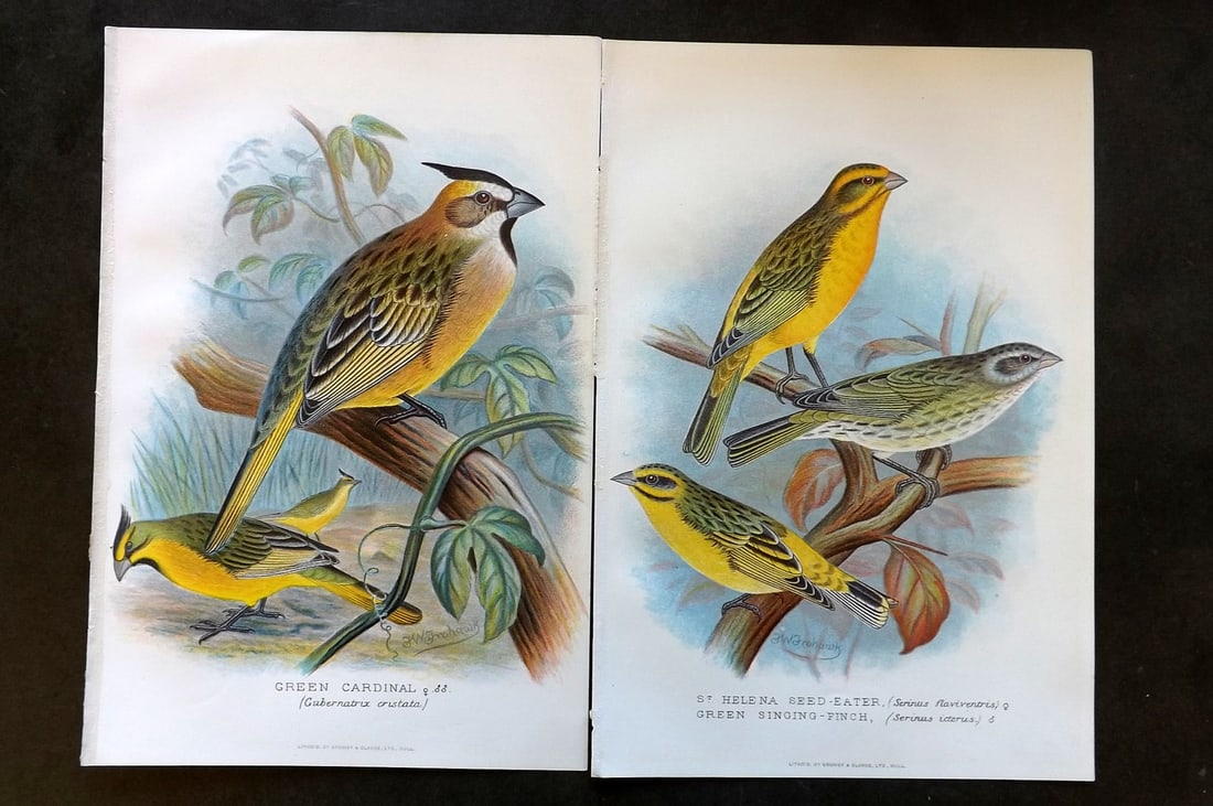 Frohawk, F. W. & Butler, Arthur 1899 Pair of Antique Bird Prints (1 of 1)