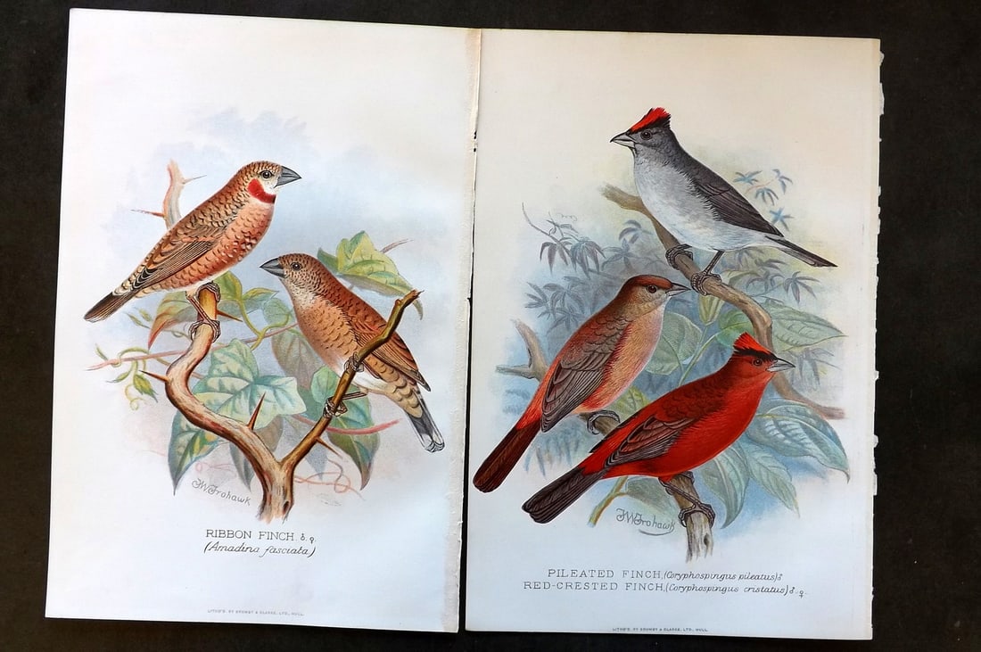 Frohawk, F. W. & Butler, Arthur 1899 Pair of Antique Bird Prints (1 of 1)