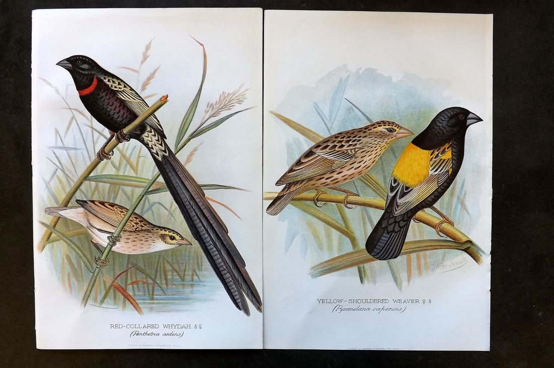 Frohawk, F. W. & Butler, Arthur 1899 Pair of Antique Bird Prints (1 of 1)