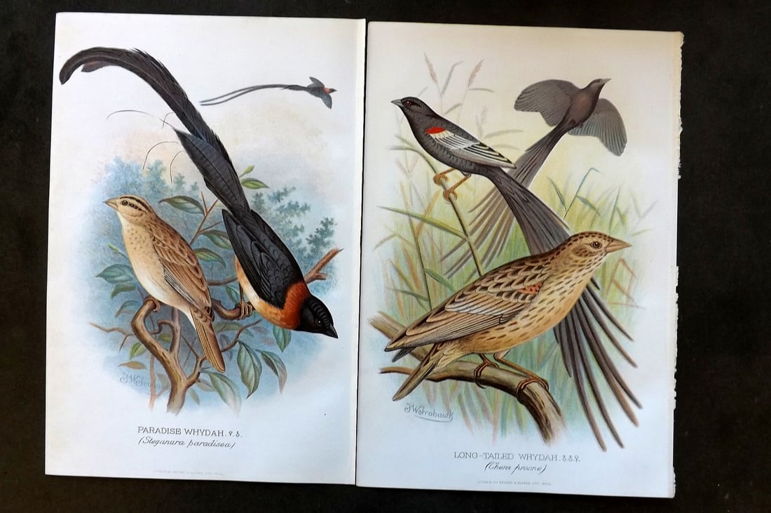 Frohawk, F. W. & Butler, Arthur 1899 Pair of Antique Bird Prints (1 of 1)
