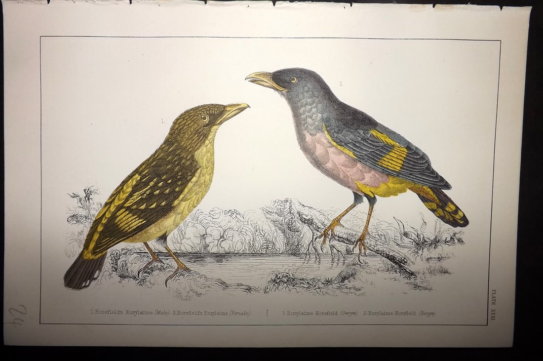 Goldsmith, Oliver C1855 Hand Col Bird Print. Horsfield's Eurylaime 31 (1 of 1)
