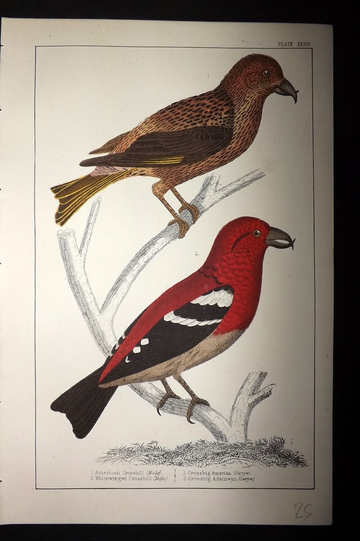 Goldsmith, Oliver C1855 Hand Col Bird Print. American & White Winged Crossbill 34 (1 of 1)