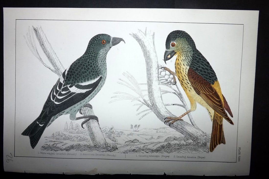 Goldsmith, Oliver C1855 Hand Col Bird Print. American & White Winged Crossbill 36 (1 of 1)