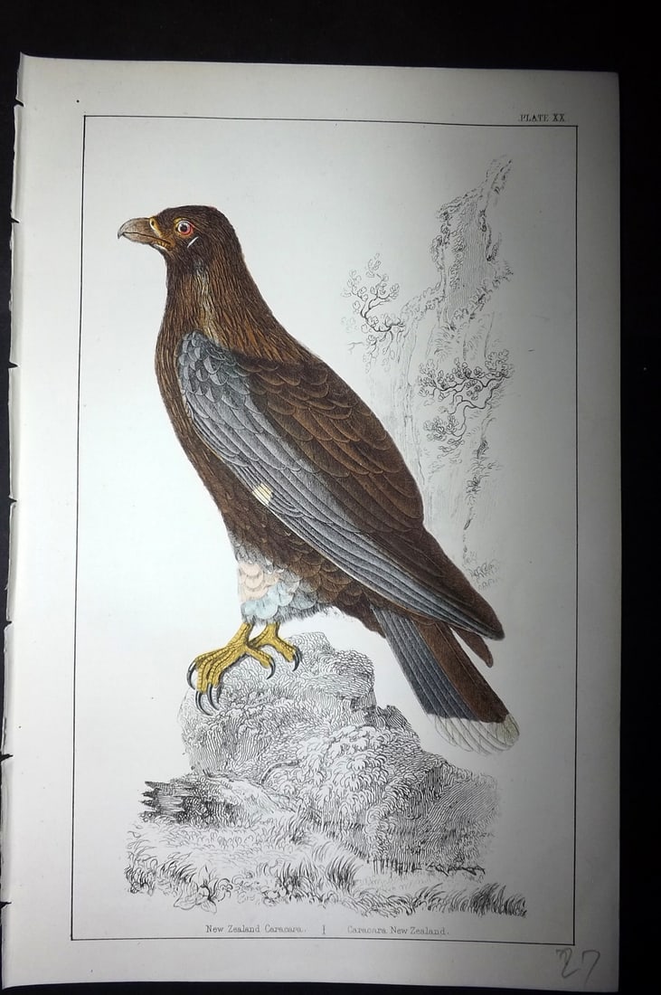 Goldsmith, Oliver C1855 Hand Col Bird Print. New Zealand Caracara 20 (1 of 1)