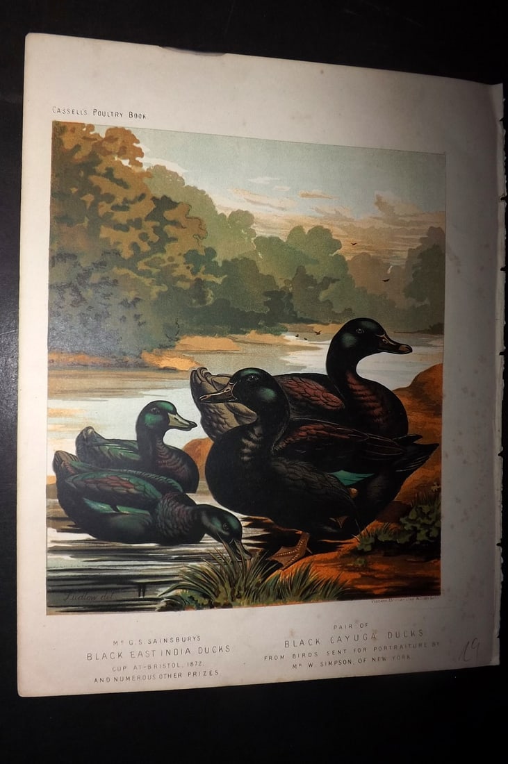 Ludlow & Wright 1885 Poultry Print. East India & Black Cayuga Ducks (1 of 1)