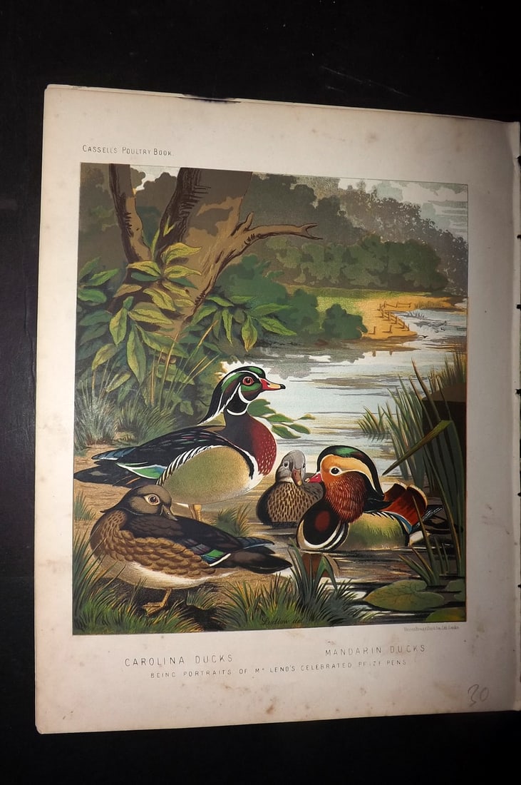 Ludlow & Wright 1885 Poultry Print. Carolina & Mandarin Ducks (1 of 1)