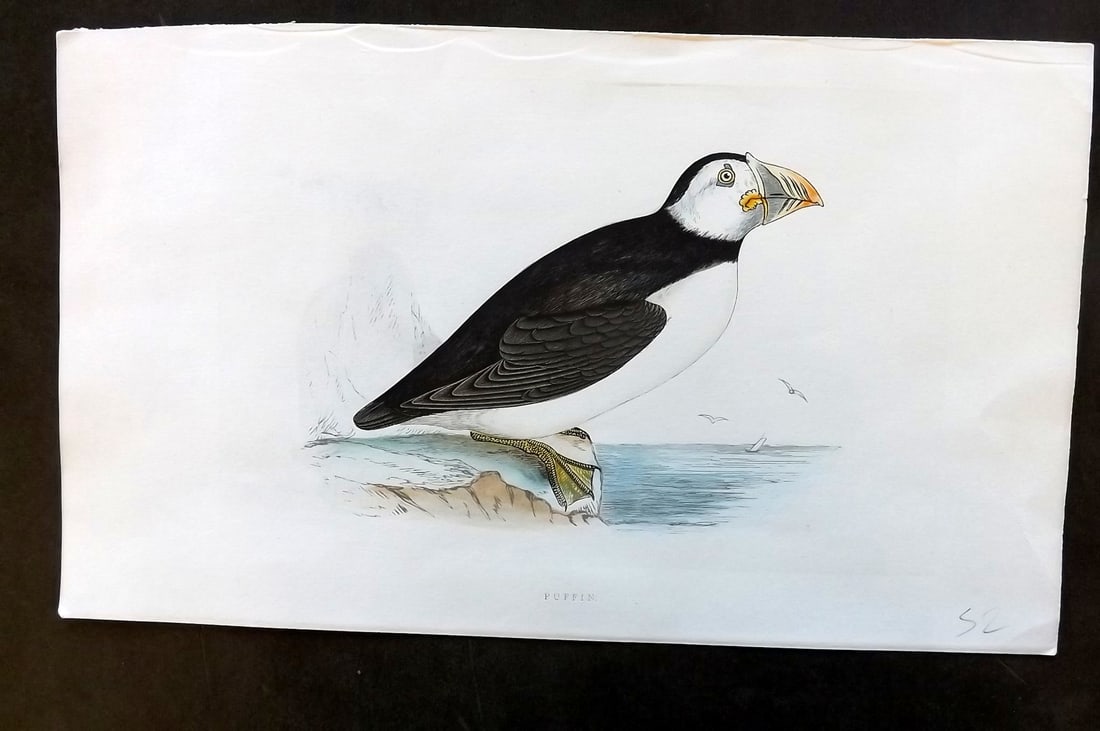Morris, Francis 1851 Hand Col Bird Print. Puffin (1 of 1)
