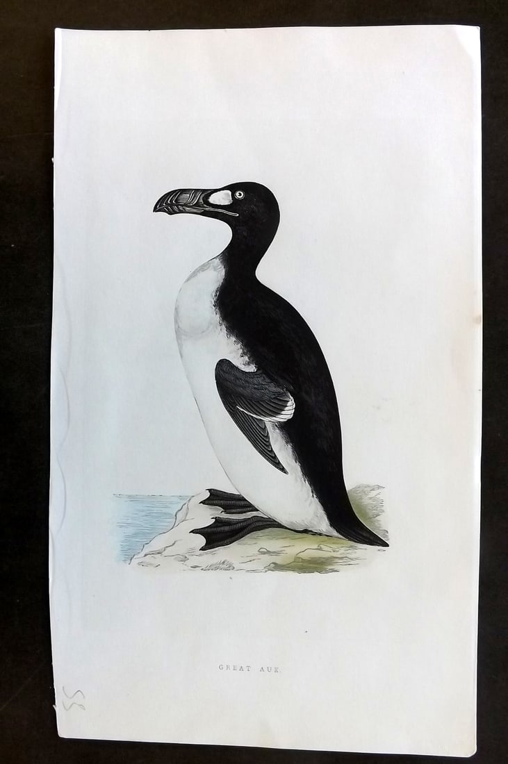Morris, Francis 1851 Hand Col Bird Print. Extinct Great Auk (1 of 1)