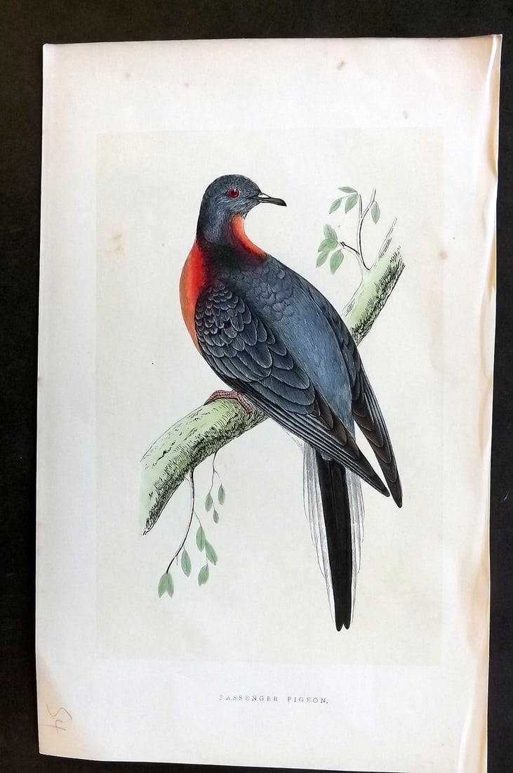 Morris, Francis 1851 Hand Col Bird Print. Extinct Passenger Pigoen (1 of 1)