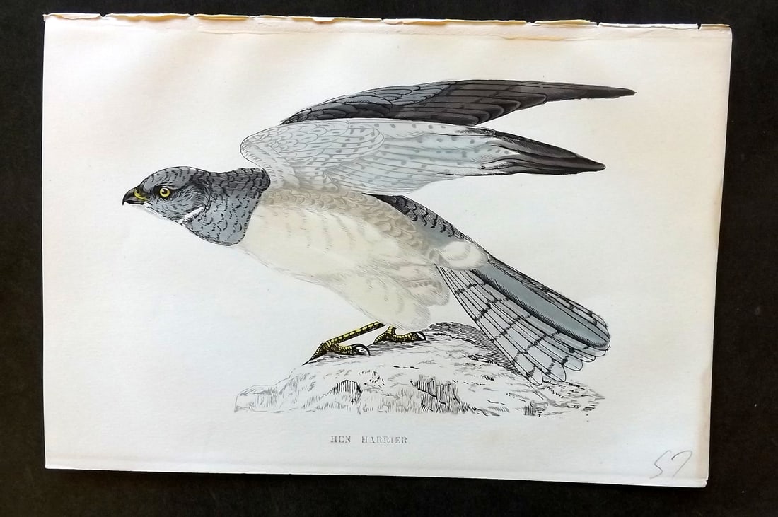 Morris, Francis 1867 Hand Col Bird Print. Hen Harrier (1 of 1)