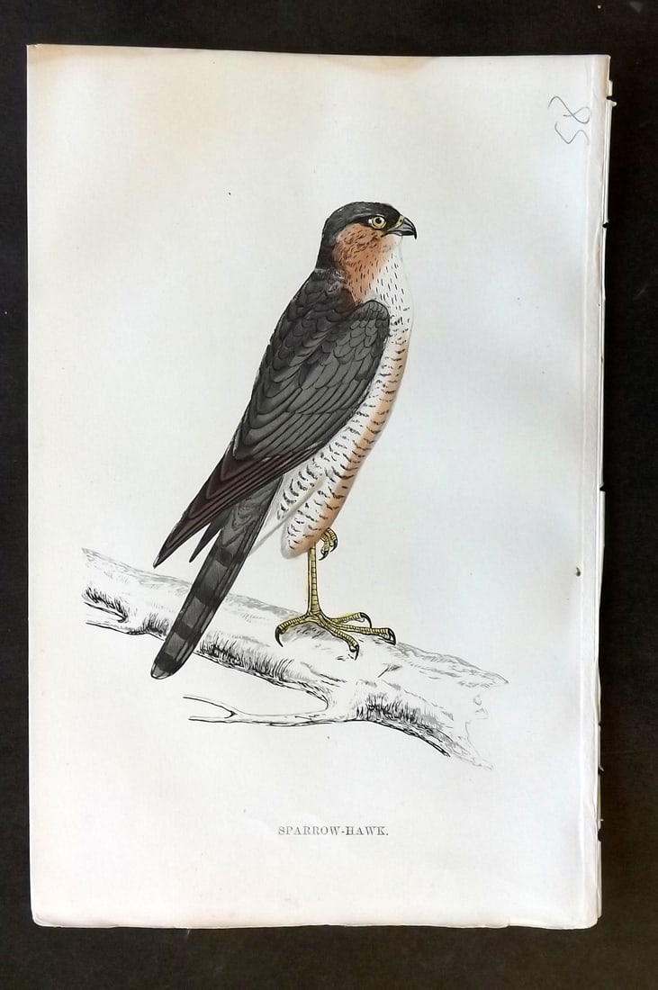 Morris, Francis 1867 Hand Col Bird Print. Sparrow Hawk (1 of 1)