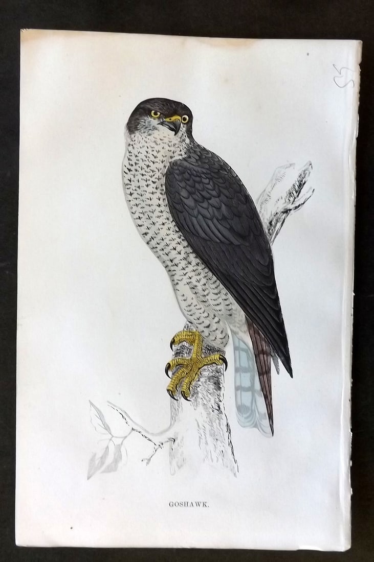 Morris, Francis 1867 Hand Col Bird Print. Goshawk (1 of 1)