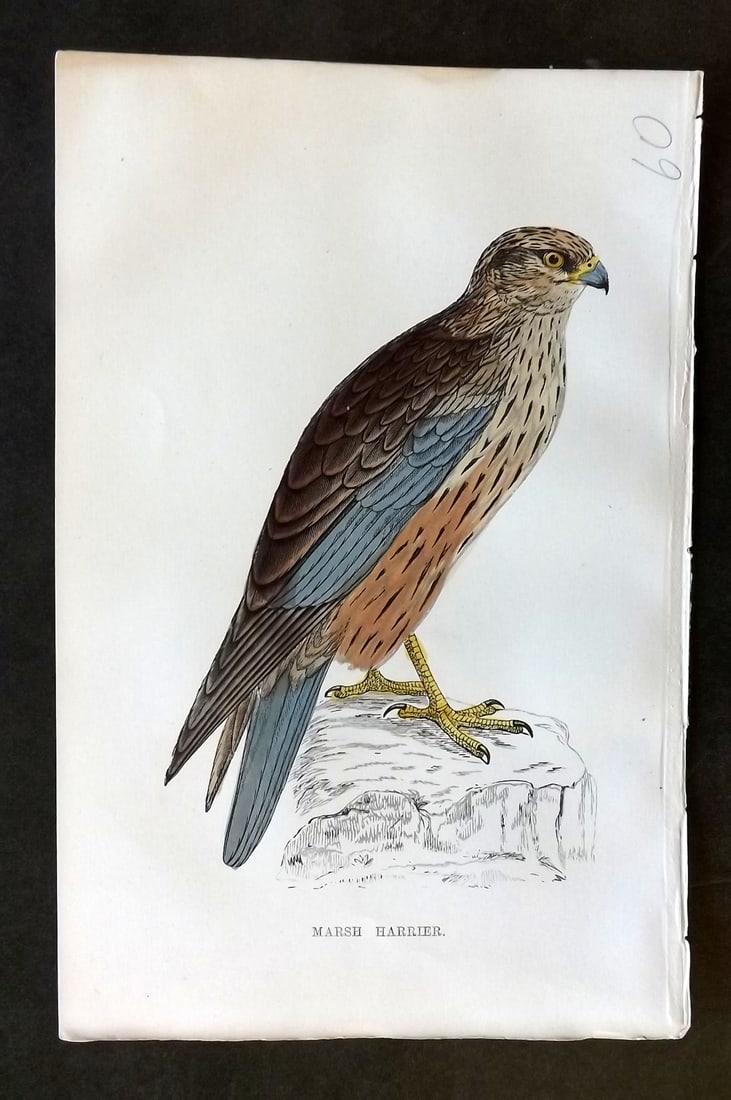Morris, Francis 1867 Hand Col Bird Print. Marsh Harrier (1 of 1)