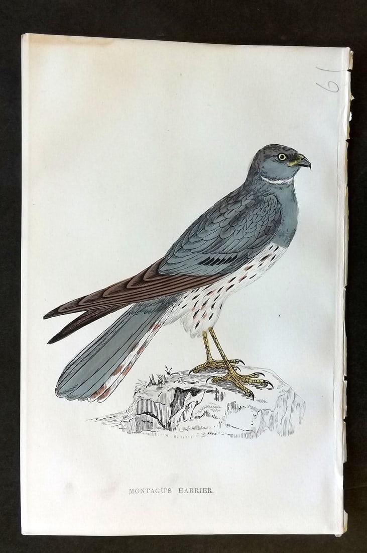 Morris, Francis 1867 Hand Col Bird Print. Montagu's Harrier (1 of 1)