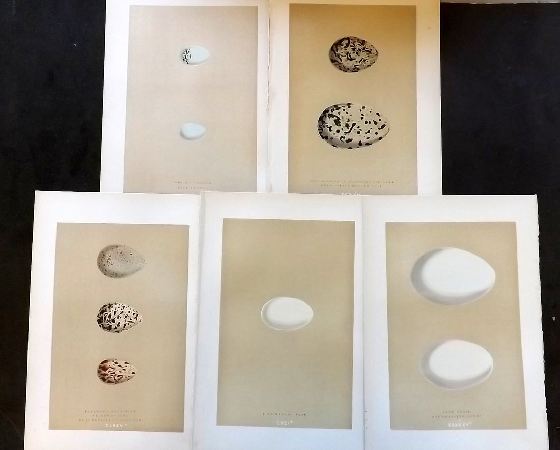 Morris, Francis 1896 Lot of 5 Antique Bird Egg Prints: Woodblocks Published 1896 by John C. Nimmo, London for "A Natural History of the Nests and Eggs of British Birds" By the Rev. Francis Orpen Morris, printed Benjamin Fawcett. Printed in colours and fin