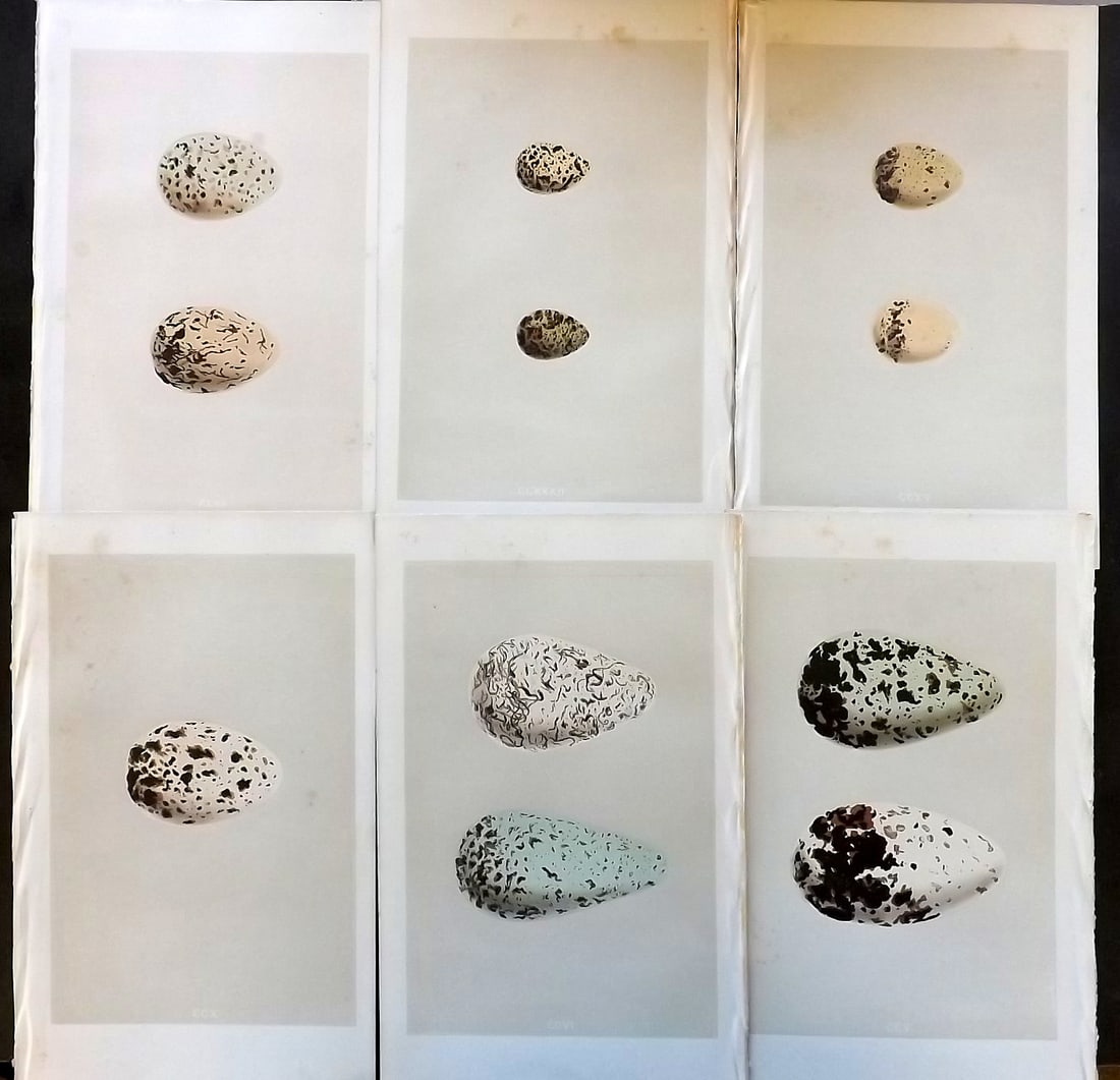 Morris, Francis 1863 Lot of 6 Antique Bird Egg Prints: Woodblock Published 1863, London for "A Natural History of the Nests and Eggs of British Birds" By the Rev. Francis Orpen Morris, printed Benjamin Fawcett. With accompanying descriptive text. Paper Si