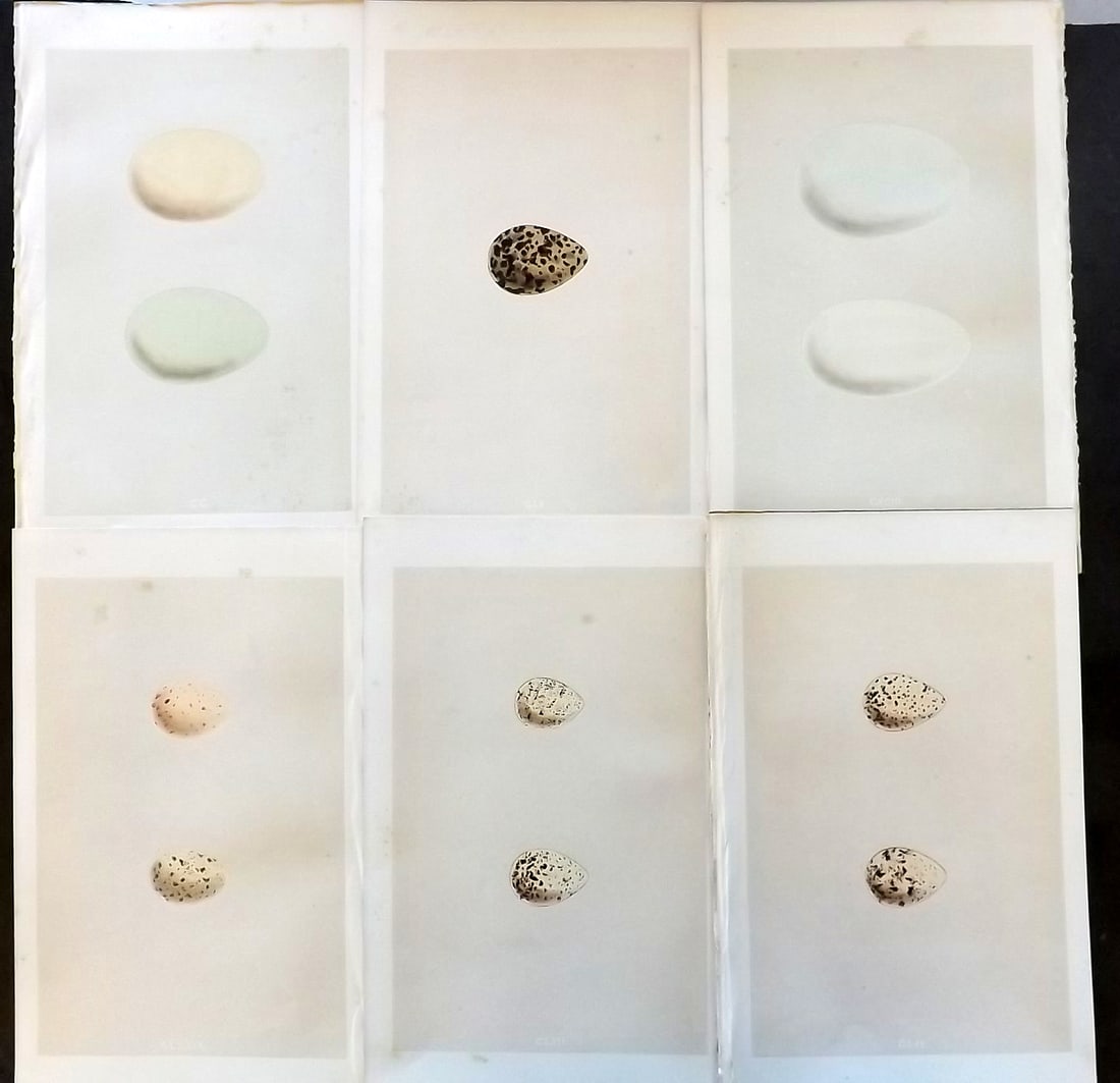 Morris, Francis 1863 Lot of 6 Antique Bird Egg Prints (1 of 1)