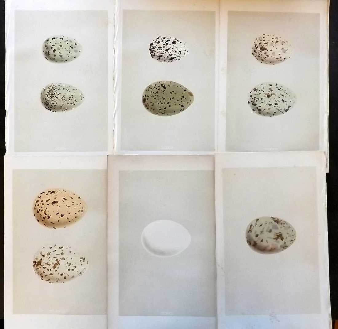 Morris, Francis 1863 Lot of 6 Antique Bird Egg Prints: Woodblock Published 1863, London for "A Natural History of the Nests and Eggs of British Birds" By the Rev. Francis Orpen Morris, printed Benjamin Fawcett. With accompanying descriptive text. Paper Si